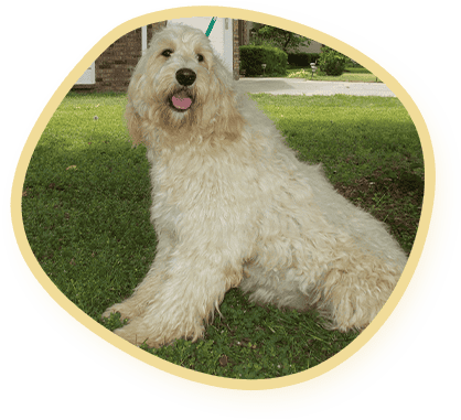 English Cream Teddy Bear Doodle
