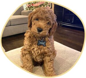 F1B miniature Goldendoodle