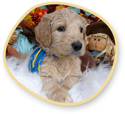 English Cream Teddy Bear Goldendoodle Dog