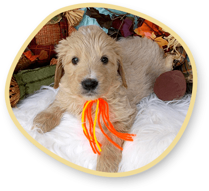 English Cream Teddy Bear Goldendoodle