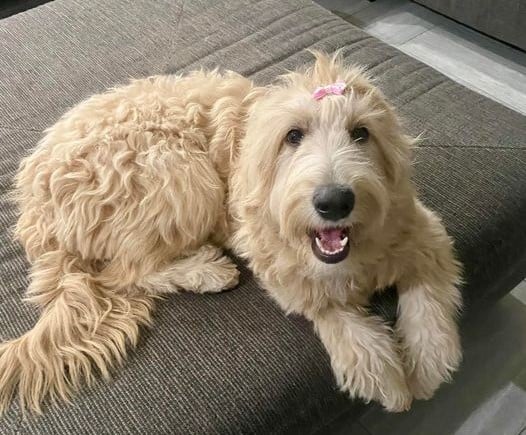 American vs English Cream Golden Retriever - Goldendoodle Dandies