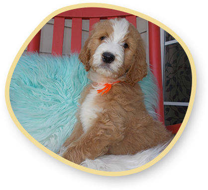 F1B Standard Tuxedo Goldendoodles