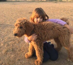 Goldendoodle Gallery Dog with a girl in violet