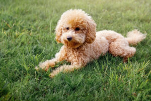  Goldendoodle Healthy Life 