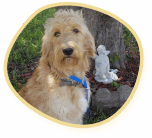 F1 Standard Goldendoodle