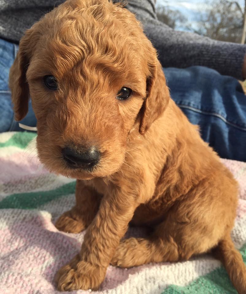 Naming your Goldendoodle puppy