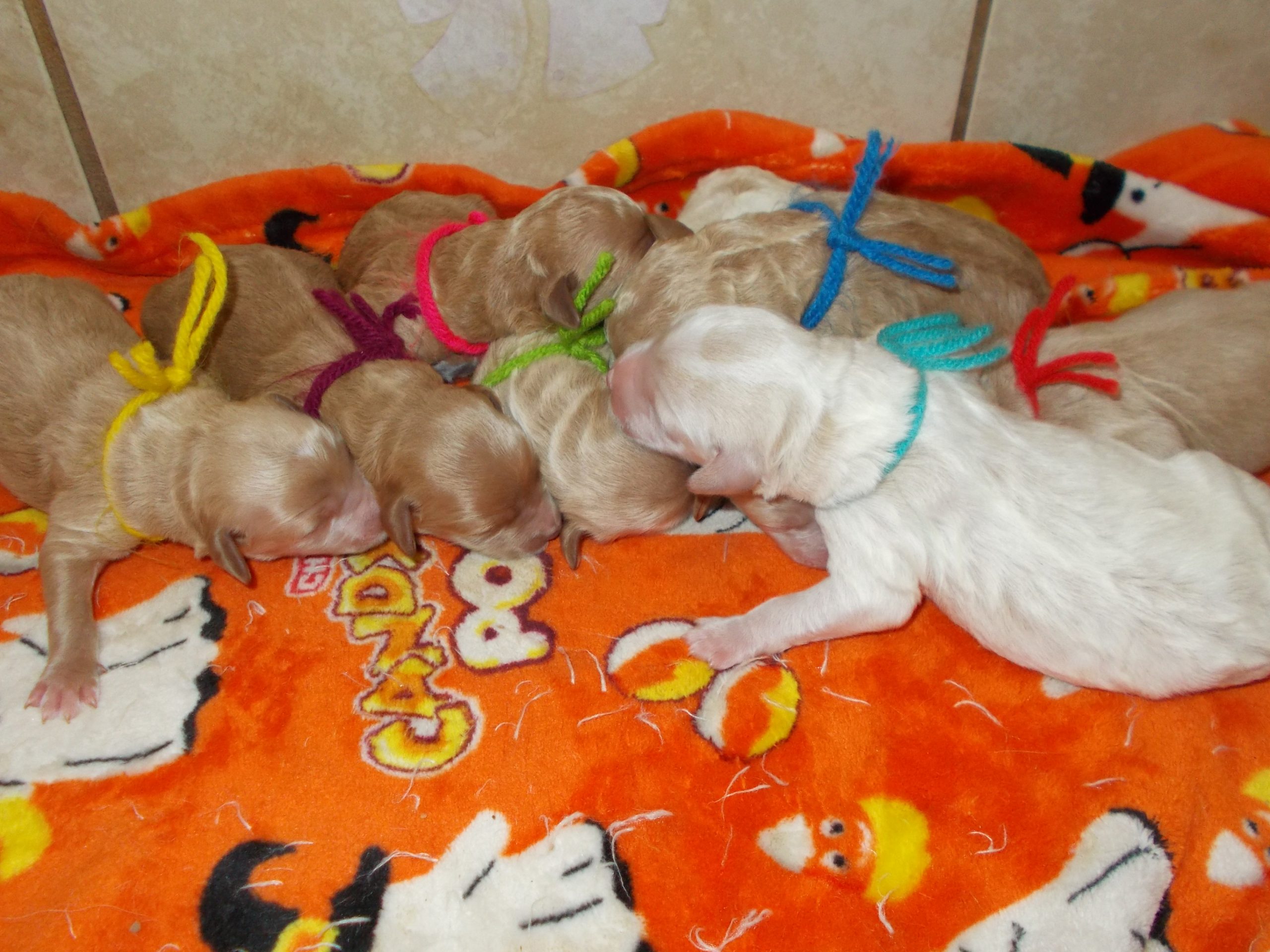 Mini F1B English Cream Teddy Bear Goldendoodles