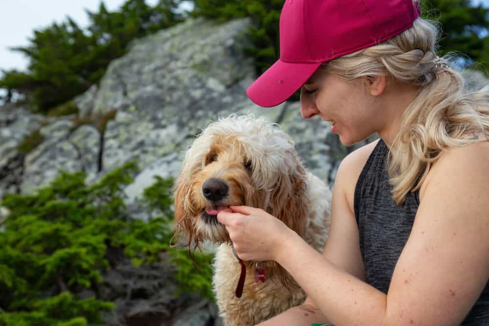 Goldendoodle Generations Coat Types