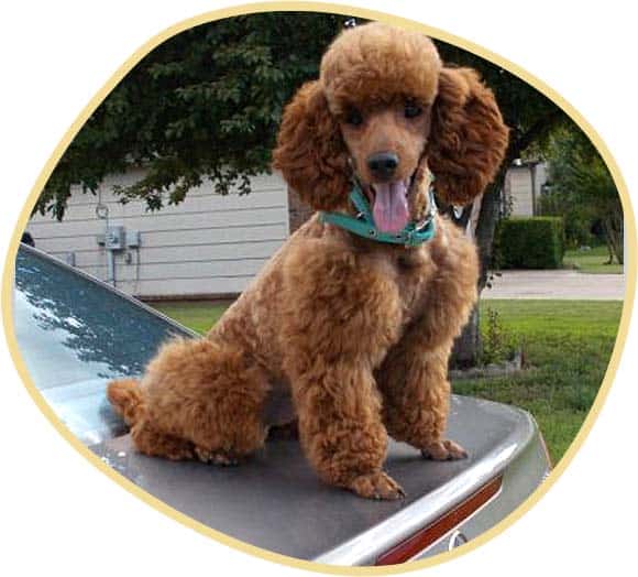 Standard poodle portrait